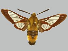 Hemaris beresowskii BMNHE272572 männlich up.jpg