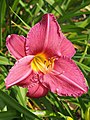 Hemerocallis 'Westerplatte', Liliowiec 'Westerplatte', 2020-07-18