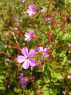 <i>Geranium robertianum</i> Species of flowering plant in the family Geraniaceae