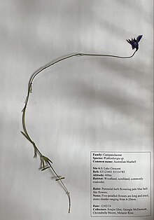 Herbarium specimen of W. gracilis found in Tasmania. Herbarium specimen.jpg