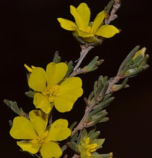 <i>Hibbertia inclusa</i> Species of flowering plant