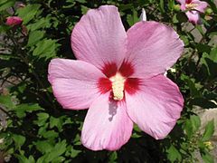 Hibiscus syriacus 2.jpg