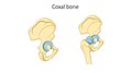Hip bone - Coxal bone