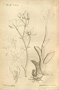 Histoire particulière des plantes Orchidées recueillies sur les trois îles australes d'Afrique, de France, de Bourbon et de Madagascar (Tab. 045) BHL.jpg