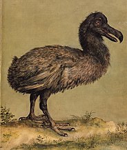 Painting of a slender, brownish dodo