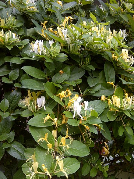 Как цветет жимолость фото. Японская жимолость (Lonicera japonica). Жимолость японская каприфоль. Жимолость Lonicera. Лоницера Японика.