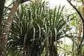 Horne's Pandanus - Pandanus hornei.jpg