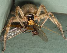 Olios giganteus with prey Huntsman spider Olios giganteus eating crane flies (1).jpg