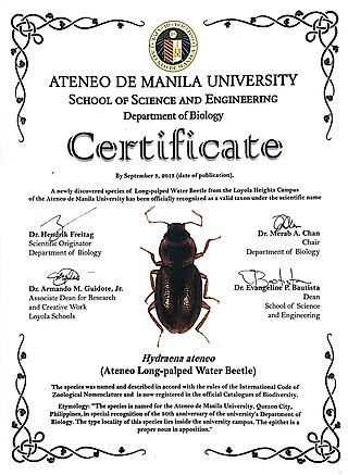 <i>Hydraena ateneo</i> Species of beetle