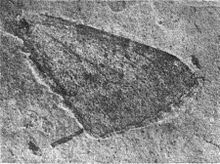 Hydriomena? protrita holotype forewing Hydriomena%3F protrita.jpg