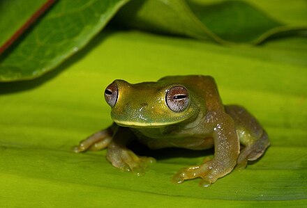 Лягушка имеет. Hyloscirtus Estevesi. Hyloscirtus Jahni. Древесная лягушка классификация. Древесные лягушки разведка.