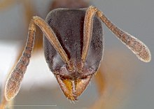 Ponerine ant, Hypoponera opacior Hypoponera opacior casent0005436 head 1.jpg