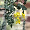 Berberis fremontii