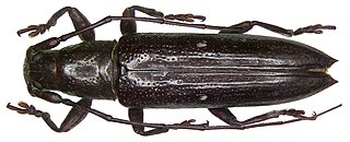 <i>Ichthyodes biguttula</i> species of insect