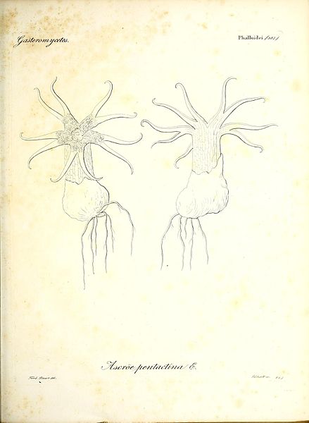 File:Iconographia generum plantarum (11464719254).jpg