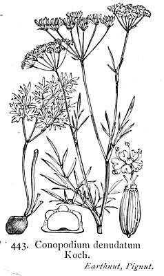 French earth chestnut (Conopodium majus), illustration