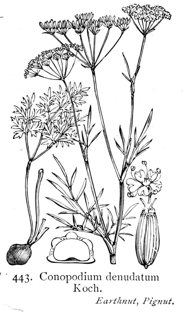 Description de l'image Illustration Conopodium majus British Flora.jpg.