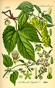 Humulus lupulus