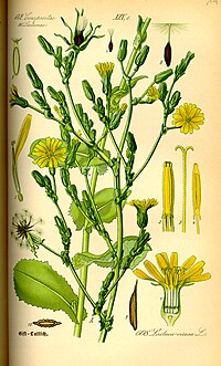 Illustration_Lactuca_virosa0.jpg