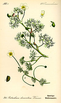 Illustration_Ranunculus_circinatus0.jpg