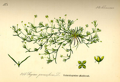 Illustration_Sagina_procumbens0.jpg