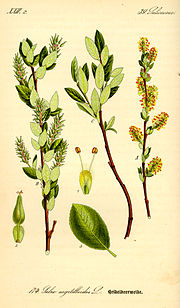 Vignette pour Salix breviserrata