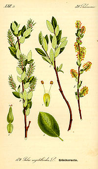 Illustration_Salix_breviserrata0.jpg