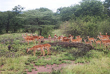 Troupeau d'impalas en Tanzanie.