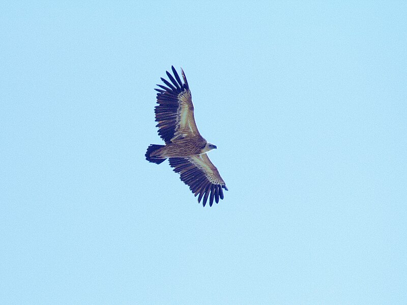 File:Indian long billed vulture bottom view in flight.jpeg