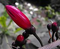 Ipomoea horsfalliae