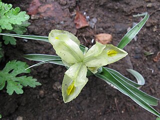 <i>Iris pseudocaucasica</i> Species of flowering plant