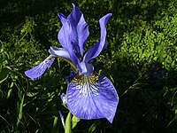 Iris sibirica bloem