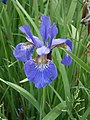 Iris sibirica close-up