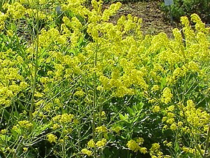 Farvevajd (Isatis tinctoria)