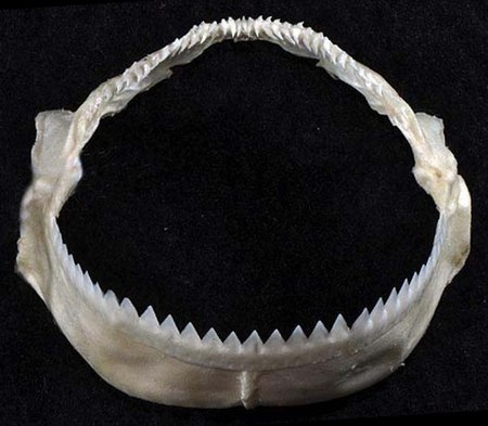 Isistius brasiliensis jaws.jpg