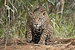 Thumbnail for File:Jaguar (Panthera onca palustris) female Piquiri River 2.JPG