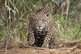 Fêmea fotografada no rio Piquirí, Pantanal.