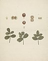 James Bruce - Commiphora gileadensis (L ) C Chr (Balm of Gilead, Opobalsam), finished drawing of fruit, dissected fruits, and leaves - B1977.14.8693 - Yale Center for British Art.jpg