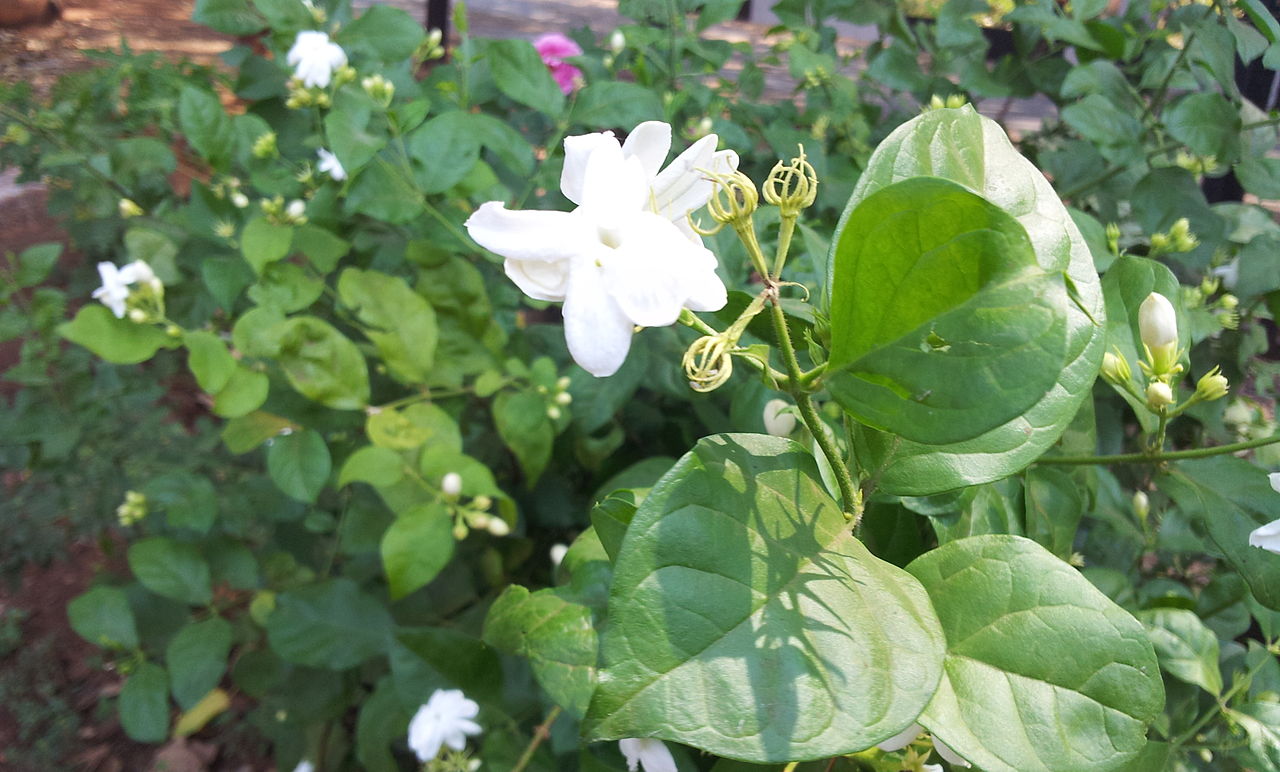 File Jasmine Flower full bloom on the plant near Hyderabad 