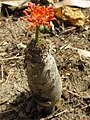 Jatropha podagrica with caudex (7814383750).jpg