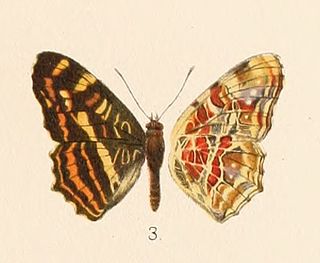 <i>Araschnia prorsoides</i> Species of butterfly