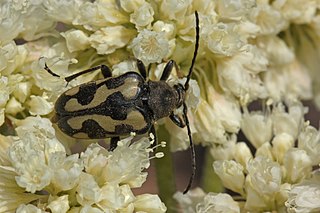 <i>Judolia instabilis</i> Species of beetle