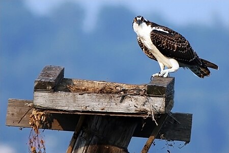 Tập_tin:Juvenile_osprey_on_nest.jpg