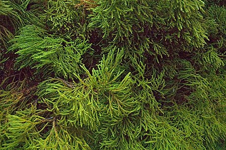 Dacrydium