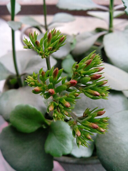 File:Kalanchoe flower buds.jpg