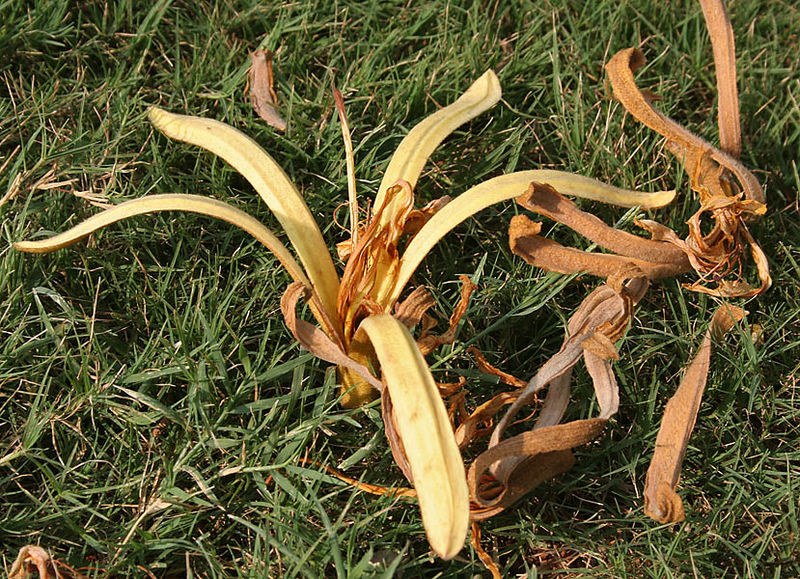 File:Kanak Champa (Pterospermum acerifolium) in Hyderabad W IMG 7130.jpg