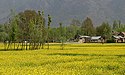 Kashmir Spring.jpg