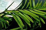 Keteleeria davidiana formosana foliage 3.jpg