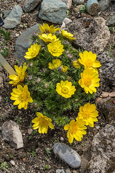 File:Klagenfurt Villacher Vorstadt Botanischer Garten Adonis vernalis 04042018 5788.jpg