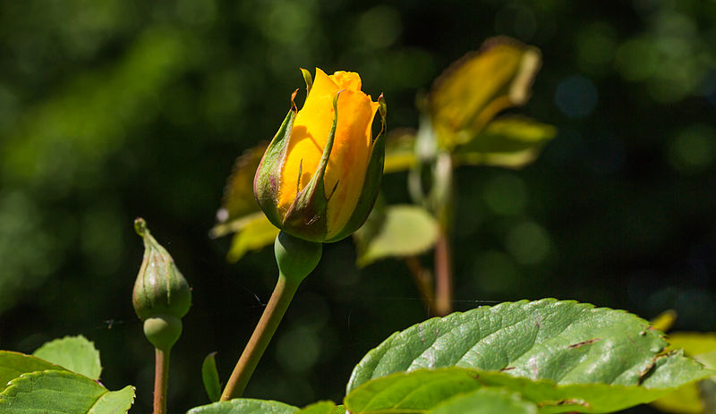 File:Knop Rosa 'Rugelda'. Locatie, Tuinen Mien Ruys 01.jpg